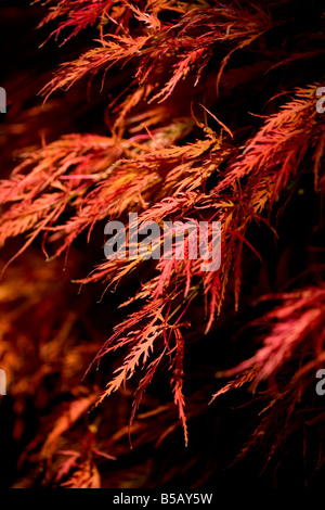 Herbstlaub - Acer Palmatum Dissectum Atropurpureum Stockfoto