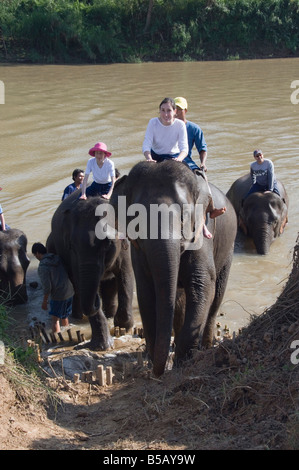 Elefanten im Anantara Golden Triangle Resort, Sop Ruak, Goldenes Dreieck, Thailand, Südostasien Stockfoto