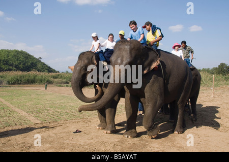 Elefanten im Anantara Golden Triangle Resort, Sop Ruak, Goldenes Dreieck, Thailand, Südostasien Stockfoto