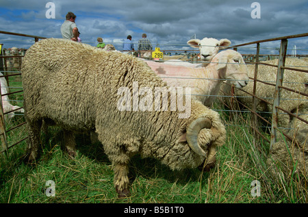 Schafe auf Landesebene Mayfield zeigen auf dem Canterbury Plains, Südinsel, Neuseeland, Pazifik Stockfoto