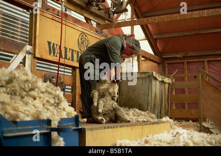 Demonstration der traditionellen Schafe scheren mit Clippers bei Walter Peak, eine berühmte alte Schafe Station, westliche Otago, Neuseeland Stockfoto