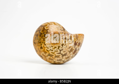 Ammoniten aus Madagaskar Stockfoto