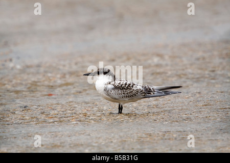 Brandseeschwalbe Sterna sandvichensis Stockfoto