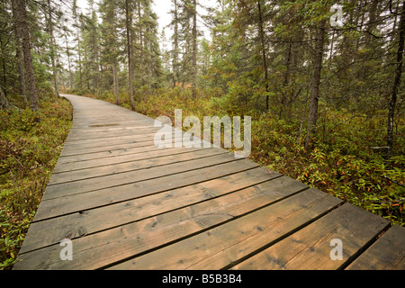 Die Promenade entlang des Spruce Bog Trail, Algonquin Provincial Park, Ontario, Kanada Stockfoto