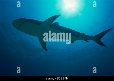 Karibischer Riffhai (Carcharhinus Perezi), Bahamas, Zentralamerika, Westindien, Atlantik Stockfoto