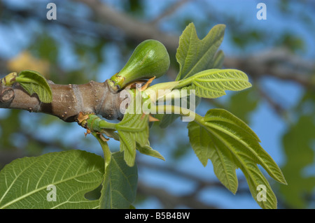 Grüne Feigen "Ficus Carica" auf einem Baum Stockfoto