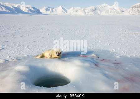 Ringelrobbe (Phoca Hispida) Welpen, Billefjord, Svalbard, Spitzbergen, Arktis, Norwegen, Skandinavien, Europa Stockfoto