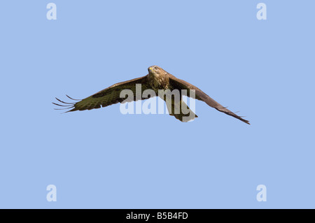 Mäusebussard Buteo Buteo im Flug über Ackerland in Wales Stockfoto