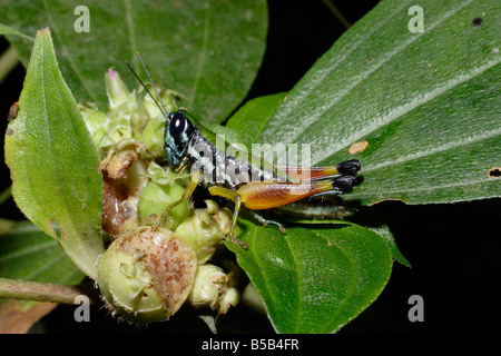 Heuschrecke Badistica Simpsoni Acrididae Oxyinae eine Frucht zu essen, im Regenwald von Kamerun Stockfoto