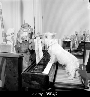 Hund mit dem Klavierspiel. 1965 C100a-004 Stockfoto