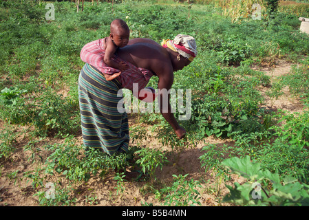 Frau in Pfeffer Bereich arbeiten, Gambia, Westafrika, Afrika Stockfoto