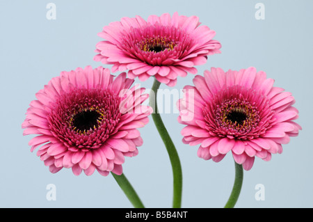 Barberton-Gänseblümchen (Gerbera Gerbera Jamesonii) drei Rosa Blumen auf weißem Hintergrund Stockfoto