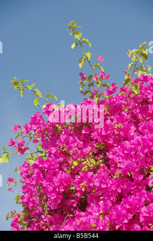 Bougainvillea ist eine Gattung von Blütenpflanzen Stockfoto