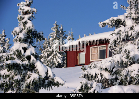 Schneebedeckte Bäume und Haus mit Eiszapfen, in der Nähe von Sjusjoen, Lillehammer Gebiet, Norwegen, Skandinavien, Europa Stockfoto