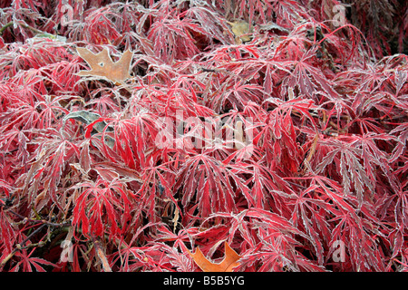 ACER PALMATUM DISSECTIM INABA SHIDARE AGM FÄNGT DEN ERSTEN FROST IM HERBST Stockfoto