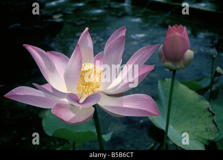 Porträt einer Lotusblüte oder eine Seerose im Wasser Palast in Bali Stockfoto