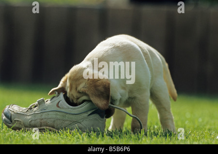 Labrador Retriever (Canis Lupus Familiaris), gelbe Welpen untersuchen einen Schuh Stockfoto