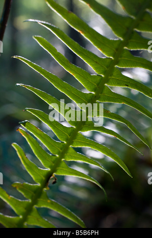 harter Farn Blechnum spicant Stockfoto