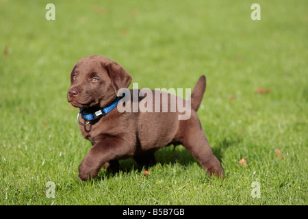 Young Schokolade gefärbt Labrador-Welpe Bewdley Worcs UK Stockfoto