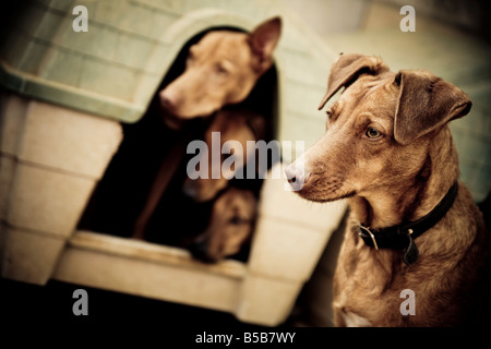 Vier Hunde aus einem Rescue-Center, drei davon sind zusammen in einem kleinen Haus und sind auf der Suche. Stockfoto