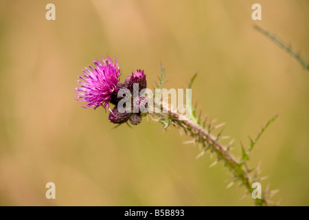 grosse Moos Distel Blütenstandsboden personata Stockfoto