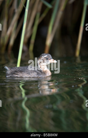 wenig Grebe Tachybaptus Ruficollis Juvenile Stover See Devon Stockfoto