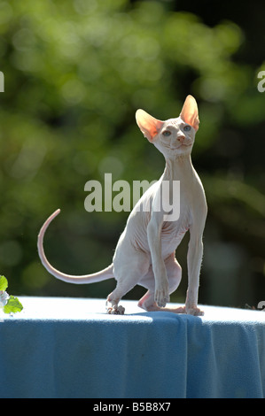 Inländische Katze (Felis Catus, Felis Silvestris) Rasse: Don Sphynx, Don Hairless. Erwachsenen auf einer blauen Decke Stockfoto