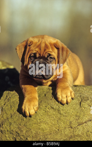 Dogge de Bordeaux, Bordeaux-Dogge (Canis Lupus Familiaris), Welpe, liegend auf Felsen Stockfoto