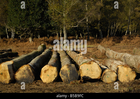 Gefällte Bäume auf Inseln Dornen Einzäunung im New Forest Stockfoto