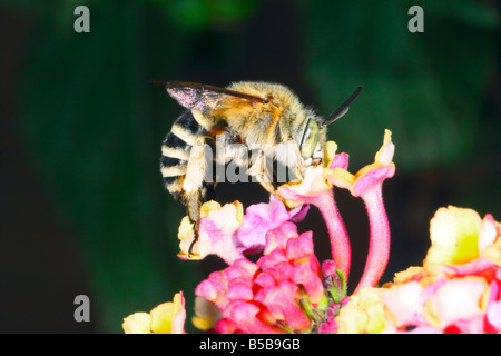 Weiß gebändert Digger Biene, Amegilla quadrifasciata. Sammeln von Nektar auf Blume Stockfoto