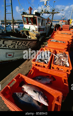 Angelboote/Fischerboote entladen, Sagres, Algarve, Portugal, Europa Stockfoto