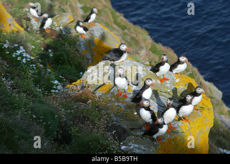 Papageitaucher Kolonien auf den Klippen am Sumburgh Head Shetland Stockfoto