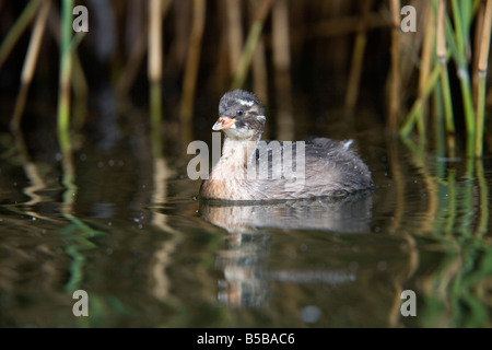 wenig Grebe Tachybaptus Ruficollis Juvenile Stover See Devon Stockfoto