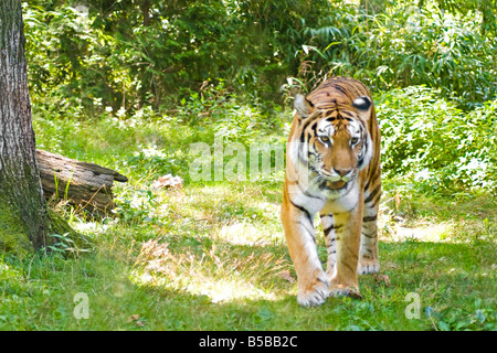 Ein wilder Tiger auf der Pirsch in einer natürlichen Umgebung Stockfoto