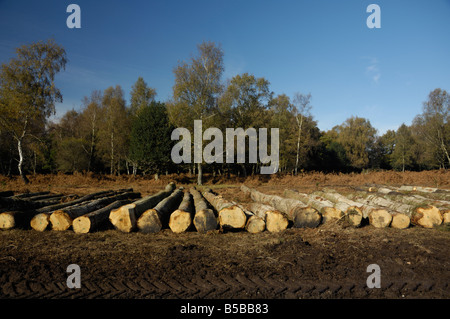 Gefällte Bäume auf Inseln Dornen Einzäunung im New Forest Stockfoto