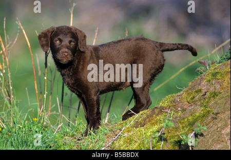 Chesapeake Bay Retriever (Canis Lupus Familiaris), Welpe, stehend auf einem Hang Stockfoto