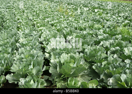 Reihen von Kohl im Feld Stockfoto