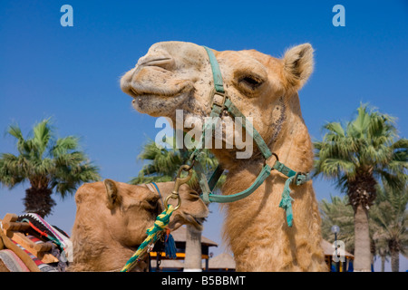 Kamel, Sealine Beach Resort, Katar, Nahost Stockfoto