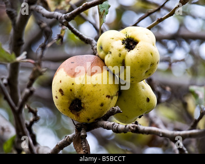 Faule Äpfel, die eine den Baum ein wenig zu lang. Stockfoto