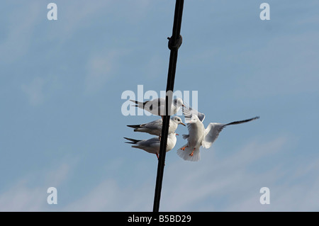 Humorvolle Schuss der fliegende Möwe - Möwe - Belegung - vertrieben lachen Stockfoto