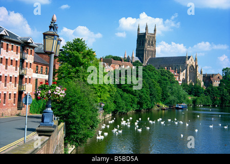 Schwäne auf dem Fluss Severn und Kathedrale von Worcester Worcestershire England England Europa Stockfoto