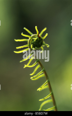 harter Farn Blechnum spicant Stockfoto