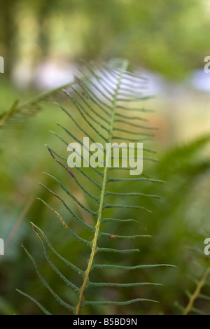 harter Farn Blechnum spicant Stockfoto