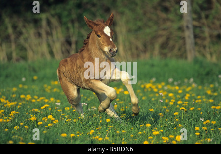 Schwarzwaelder Coldblood (Equus Caballus), Fohlen im Galopp über eine blühende Wiese Stockfoto