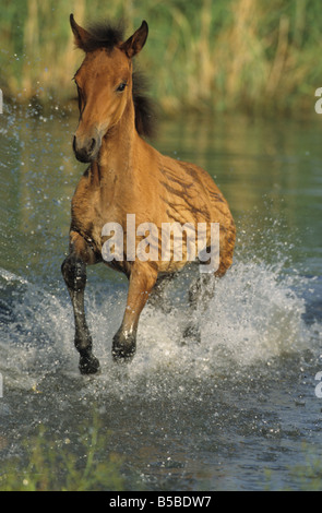 Paso Fino (Equus Caballus), Fohlen im Galopp durchs Wasser Stockfoto