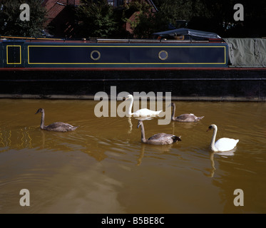 Schwan Familie schwimmen entlang der Bridgewater Canal Worsley Salford Greater Manchester-England Stockfoto