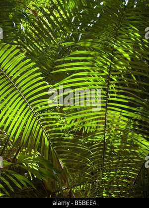 Farn, beleuchtet durch Sonnenlicht in den Dschungel in Krabi Thailand Stockfoto