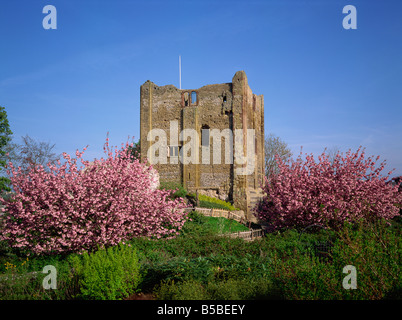 Schloss Guildford, Surrey, England, Europa Stockfoto