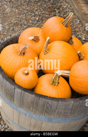 Lauf der Reife orange Kürbisse, Nahaufnahme Stockfoto