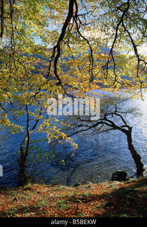 Herbstliche Bäume im Ullswater, Nationalpark Lake District, Cumbria, England, Europa Stockfoto